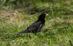 Turdus merula