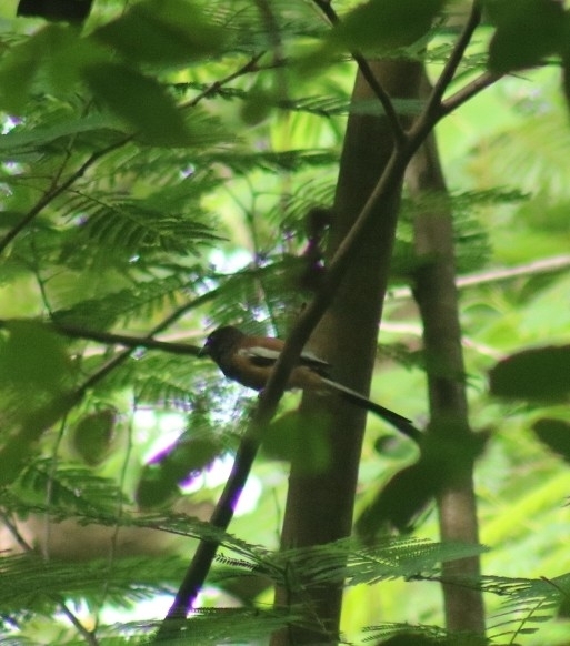 Rufous Treepie