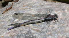 Argia tonto