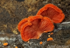 Crepidotus cinnabarinus image