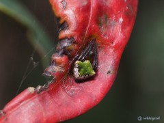 Araneus viridiventris