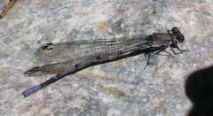 Argia tonto