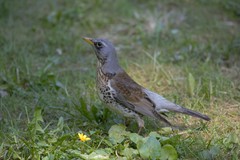 Turdus pilaris