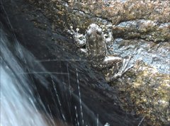 Amolops hongkongensis