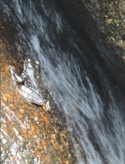 Amolops hongkongensis