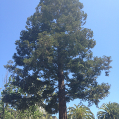 Sequoia sempervirens