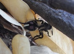 Traumatomutilla centralis