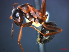 Formica cunicularia