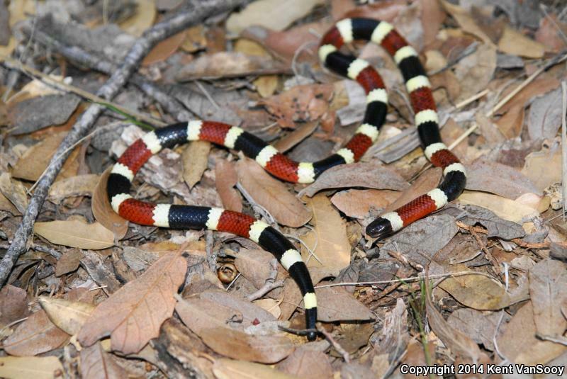 Gallery Detail: Sonoran Coralsnake In September 2012 By Kent Vansooy