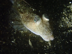 Goodlad's Dragonet photo 5