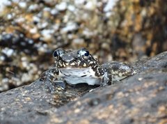 Amolops hongkongensis