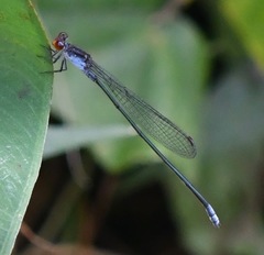 Pseudagrion pruinosum