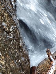 Amolops hongkongensis