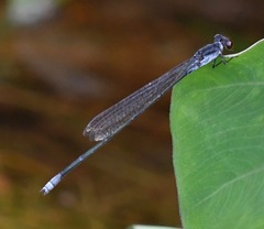 Pseudagrion pruinosum