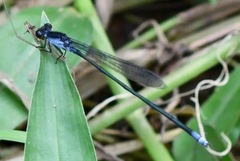 Pseudagrion pruinosum