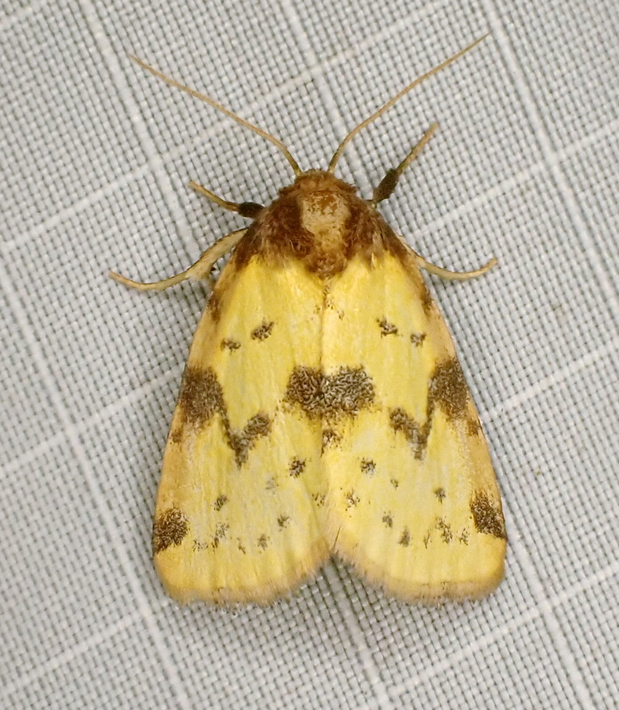 Obtuse Yellow from Chesterfield County, VA, USA on July 28, 2023 at 12