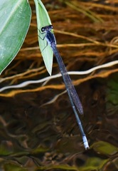 Pseudagrion pruinosum