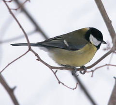 Parus major