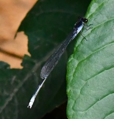 Pseudagrion pruinosum
