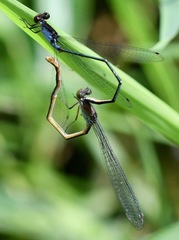 Pseudagrion pruinosum
