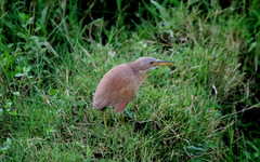 Ixobrychus cinnamomeus