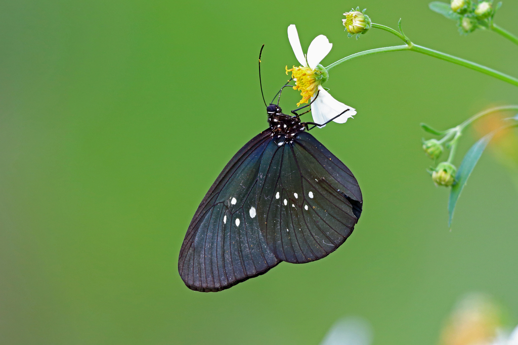 Euploea treitschkei