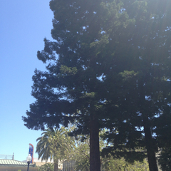 Sequoia sempervirens