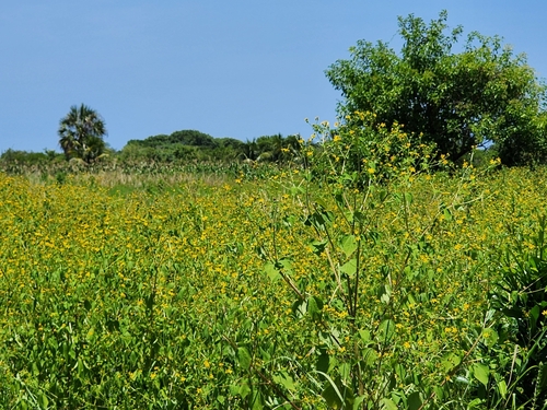 Baltimora recta