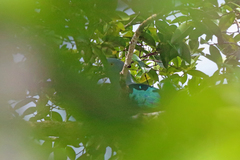 Geelvink Imperial Pigeon photo 1