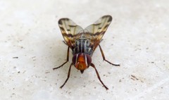 Otites porcus