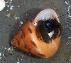Calliostoma gloriosum