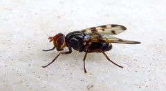 Otites porcus