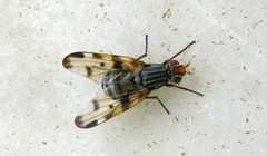 Otites porcus