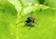 Seioptera vibrans