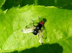 Seioptera vibrans