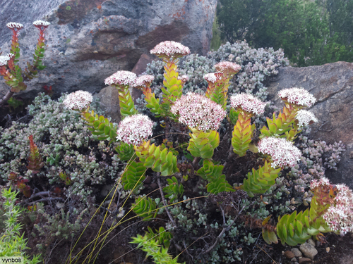 Crassula undulata Haw.