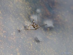 Metrocoris lituratus