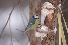 Cyanistes caeruleus