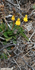 Calceolaria biflora