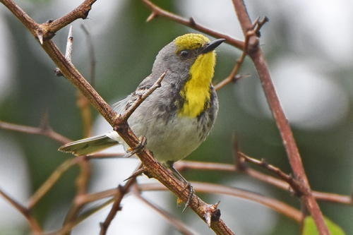 Olive-capped Warbler