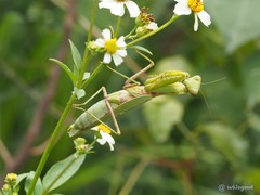Hierodula patellifera
