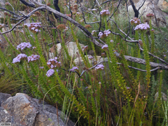 Pseudoselago serrata