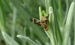 Oxyna flavipennis