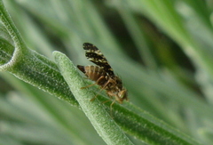 Oxyna flavipennis