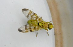 Terellia tussilaginis