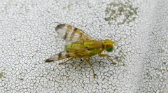 Terellia tussilaginis