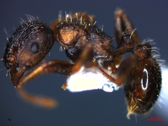 Tetramorium caespitum