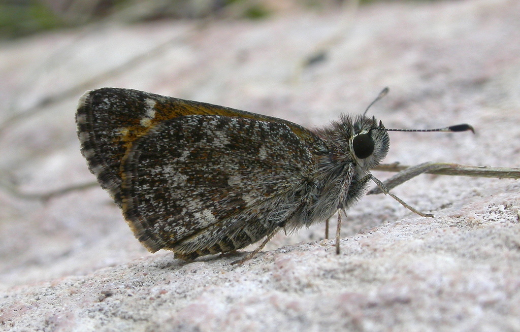 Amblyscirtes cassus