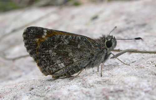 Amblyscirtes cassus