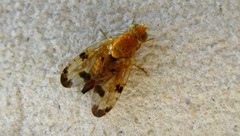 Xyphosia miliaria